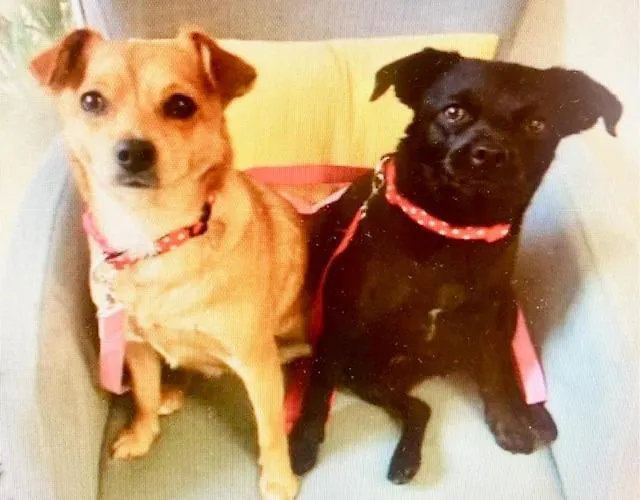 Olivari Apartament *